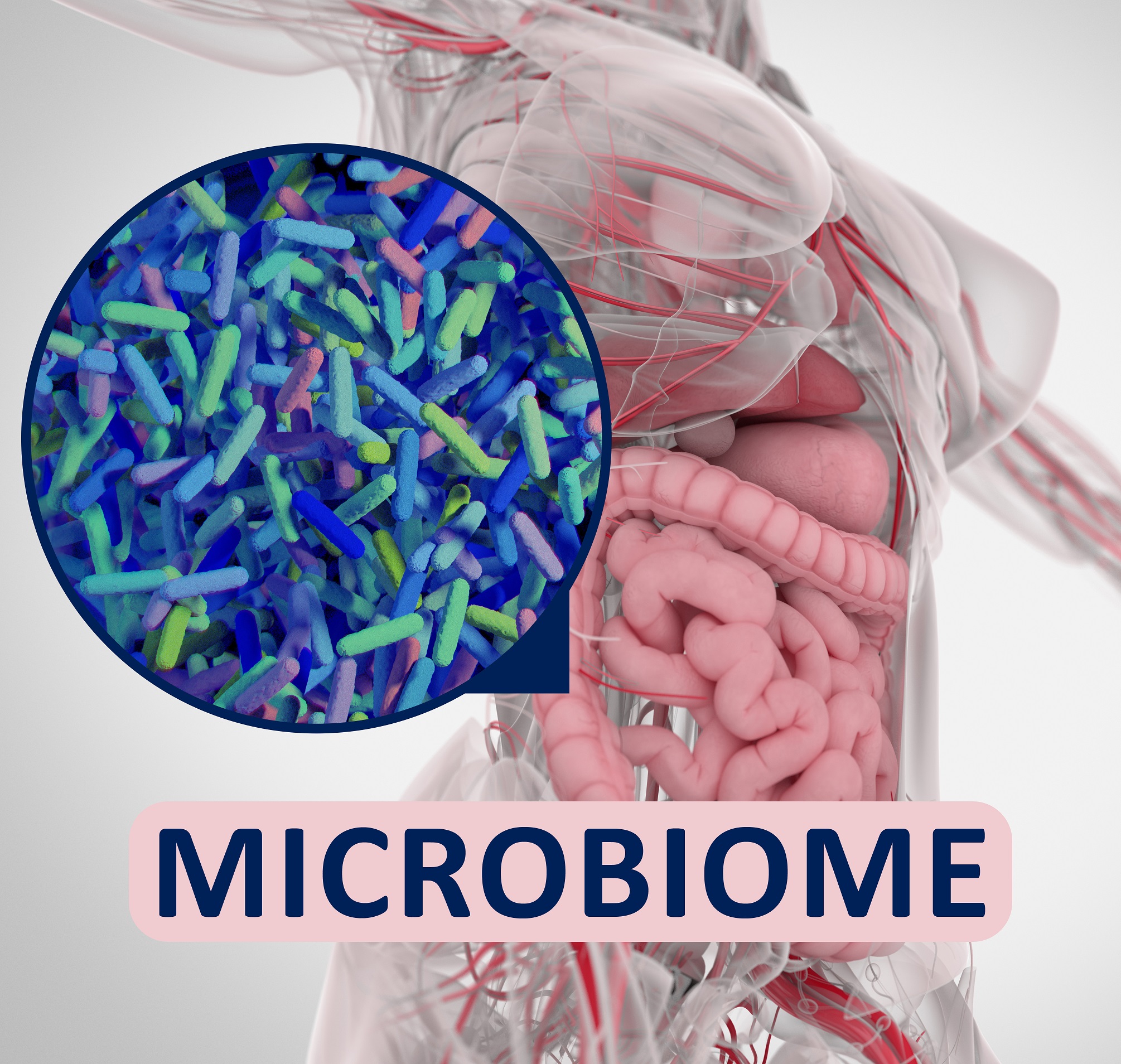 Canva Gut bacteria microbiome microscopic illustration. 3D illustration1