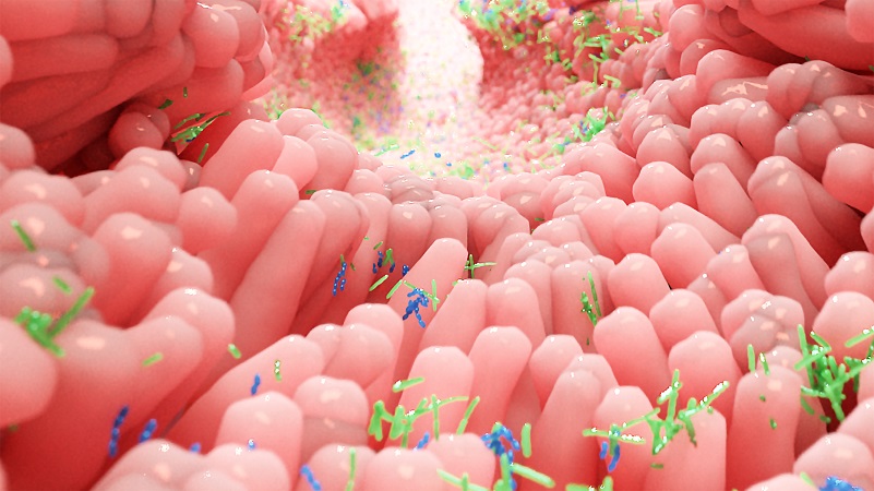 Canva Microbiome in human intestine